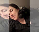 Small #18 American Pit Bull Terrier Mix