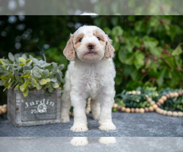 Medium Photo #2 Goldendoodle (Miniature) Puppy For Sale in WOLCOTTVILLE, IN, USA