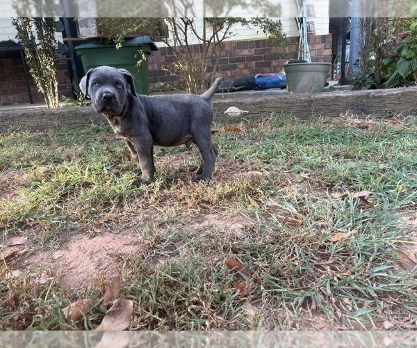 Medium Photo #1 Cane Corso Puppy For Sale in FAIRBURN, GA, USA