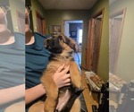 Small Photo #3 German Shepherd Dog Puppy For Sale in LA FAYETTE, NY, USA