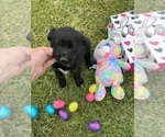 Small #6 Shepradors