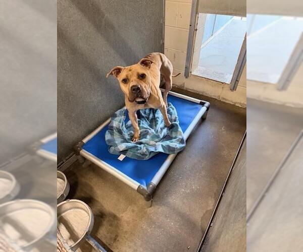 Medium Photo #1 Mutt Puppy For Sale in St. Cloud, FL, USA