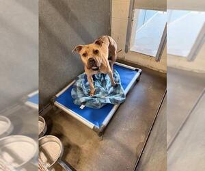 Mutt Dogs for adoption in St. Cloud, FL, USA