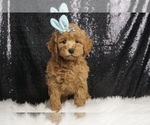 Puppy Lambo F1B Goldendoodle (Miniature)