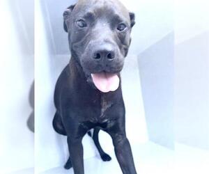 Labrador Retriever-Unknown Mix Dogs for adoption in Houston, TX, USA