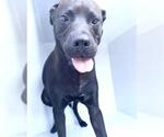 A662367 - Male Labrador Retriever-Unknown Mix Dog for Adoption - Small photo