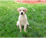Small #2 Labrador Retriever
