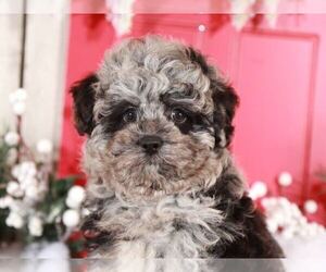Poodle (Miniature) Puppy for sale in MOUNT VERNON, OH, USA