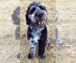 Small Photo #1 Bernedoodle Puppy For Sale in OVERLAND PARK, KS, USA