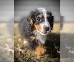 Small Photo #2 Miniature Bernedoodle Puppy For Sale in COLORADO SPRINGS, CO, USA