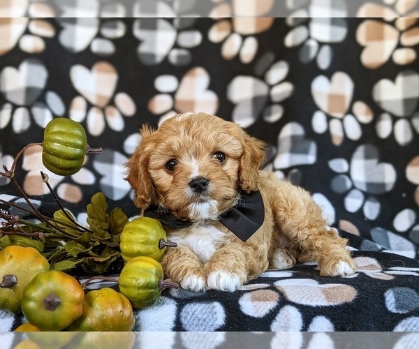 Medium Photo #6 Cavapoo Puppy For Sale in ATGLEN, PA, USA