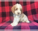 Small #7 Cavapoo