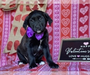 Anatolian Shepherd-Golden Retriever Mix Puppy for sale in LANCASTER, PA, USA