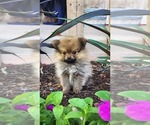 Puppy Winx Pomeranian