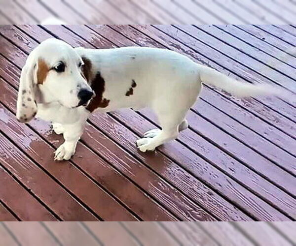 Medium Photo #6 Basset Hound Puppy For Sale in Deepwater, NJ, USA