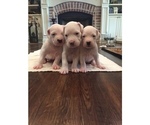 Small Photo #2 Dogo Argentino Puppy For Sale in PICAYUNE, MS, USA