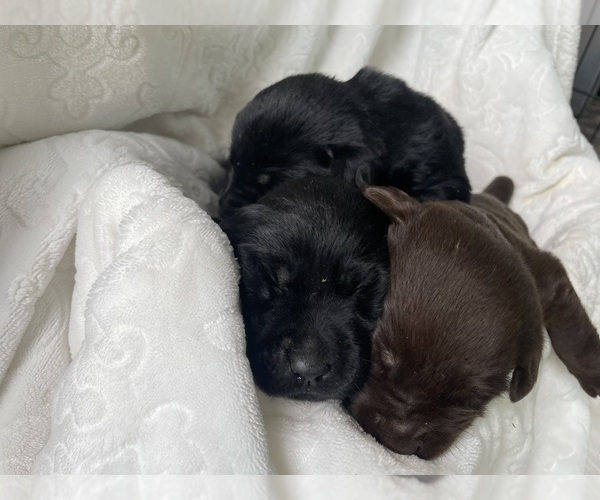 Medium Photo #2 Labrador Retriever Puppy For Sale in LUTZ, FL, USA
