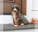 Small #2 Bernedoodle (Miniature) (+ Poodle Miniature)