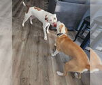 Small #6 American Pit Bull Terrier Mix