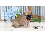 Small #16 Pug