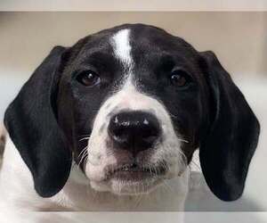 Dolly (GA) - Female Basset Hound-Unknown Mix Dog for Adoption - Photo #9