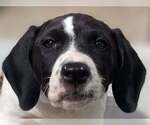 Small Photo #9 Basset Hound-Unknown Mix Puppy For Sale in New York, NY, USA