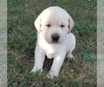 Small Photo #27 Labrador Retriever Puppy For Sale in OLYMPIA, WA, USA