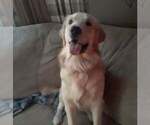 Small Photo #1 Goldendoodle Puppy For Sale in HONEY GROVE, PA, USA