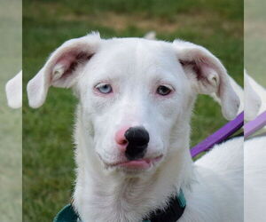 Lab-Pointer Dogs for adoption in Huntley, IL, USA