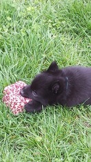 Schipperke Puppy for sale in GRIFFITH, IN, USA