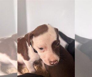 Mutt Dogs for adoption in Houston, TX, USA