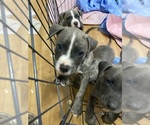 Puppy 3 American Bully-American Pit Bull Terrier Mix