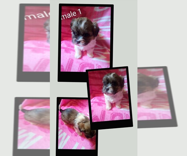 Medium Photo #2 Morkie-Yorkshire Terrier Mix Puppy For Sale in WOBURN, MA, USA