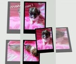 Small #1 Morkie-Yorkshire Terrier Mix