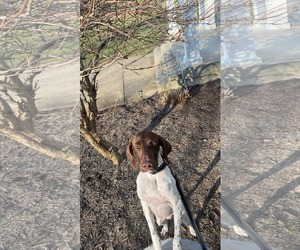 Pointer-Unknown Mix Dogs for adoption in pomfret, CT, USA