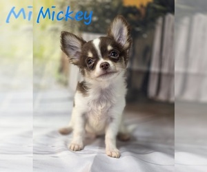 Chihuahua Puppy for sale in HOMERVILLE, GA, USA