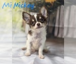 Image preview for Ad Listing. Nickname: Mickey