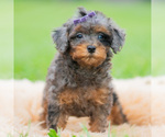 Small #3 Poodle (Miniature)