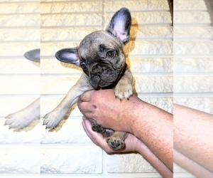 French Bulldog Puppy for Sale in WARREN, Michigan USA