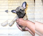 Small Photo #1 French Bulldog Puppy For Sale in WARREN, MI, USA