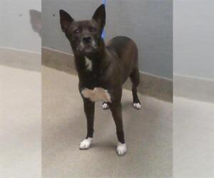 Staffordshire Bull Terrier-Unknown Mix Dogs for adoption in Las Vegas, NV, USA
