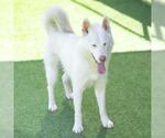 Small Siberian Husky