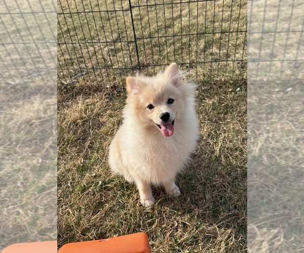 Medium Photo #7 Pomeranian Puppy For Sale in ROCK VALLEY, IA, USA