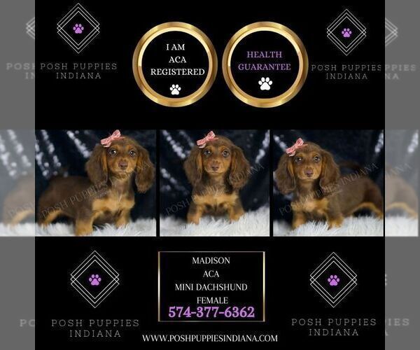 Medium Photo #2 Dachshund Puppy For Sale in WARSAW, IN, USA