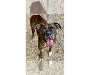 Boxer Dogs for adoption in Austin, TX, USA