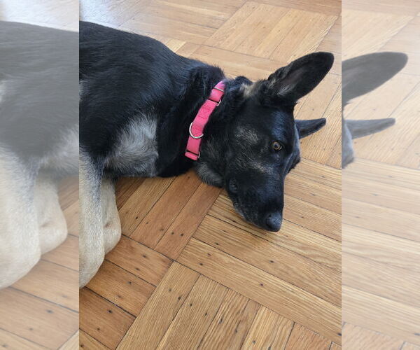 Medium Photo #5 German Shepherd Dog Puppy For Sale in Cliffwood, NJ, USA
