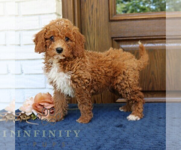 Medium Photo #1 Goldendoodle (Miniature) Puppy For Sale in NARVON, PA, USA