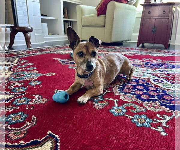 Medium Photo #1 Chihuahua-Unknown Mix Puppy For Sale in Holly Springs, NC, USA