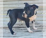 Small Photo #6 Boston Terrier Puppy For Sale in BROOKSVILLE, FL, USA