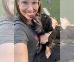 Small Photo #3 Dachshund-Spaniel Mix Puppy For Sale in phoenix, AZ, USA